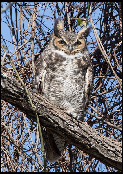 _8SB7360 great-horned owl female.jpg